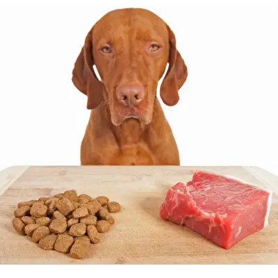 אוכל פרימיום לכלבים - תזונה איכותית לחיים בריאים ומאוזנים